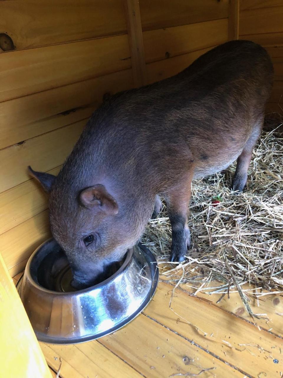 Hotel La Grange - Animal Chic Hotel
