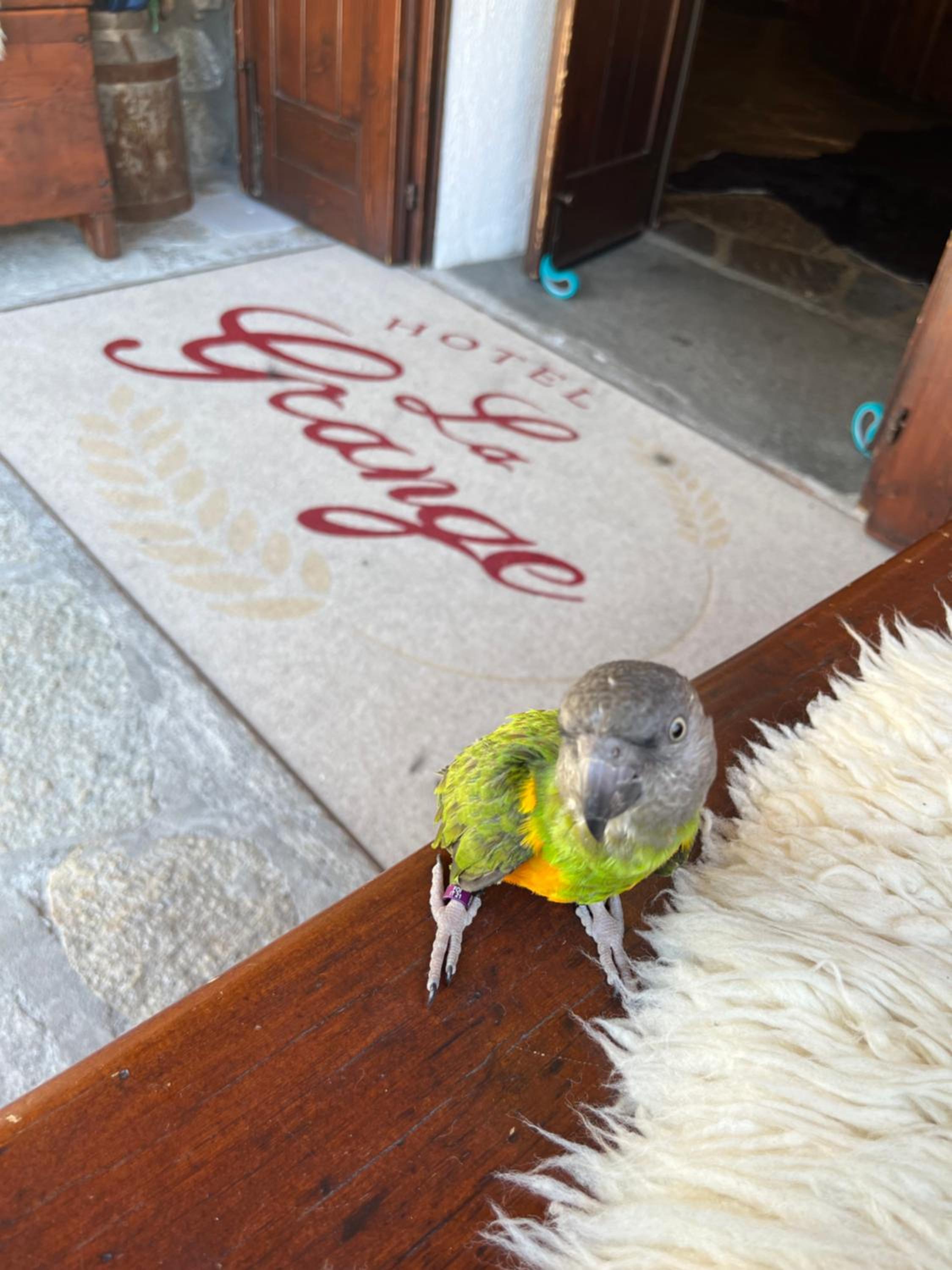 Hotel La Grange - Animal Chic Hotel