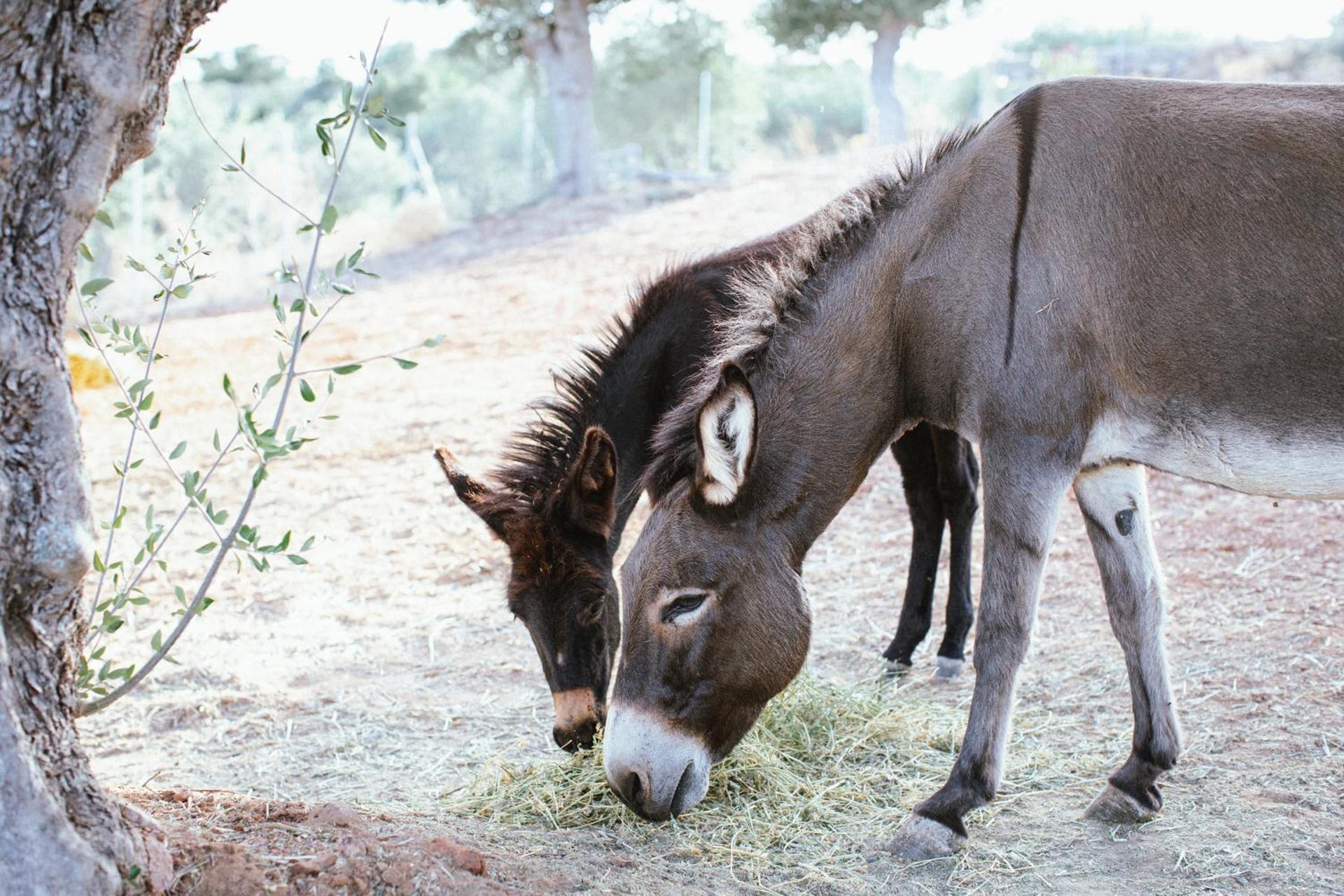 WHITE DONKEY BOUTIQUE Hotel