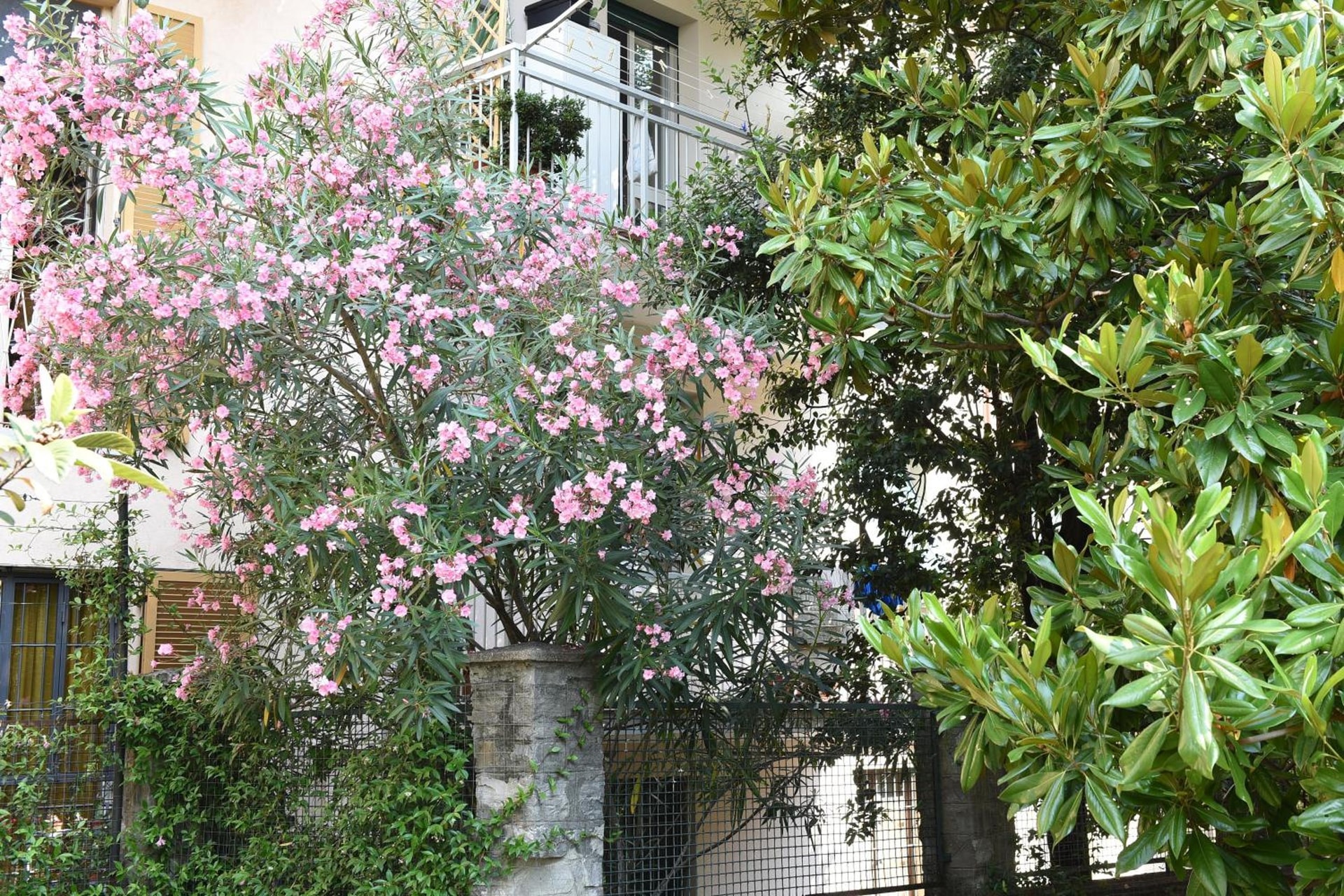 Le Rondinelle