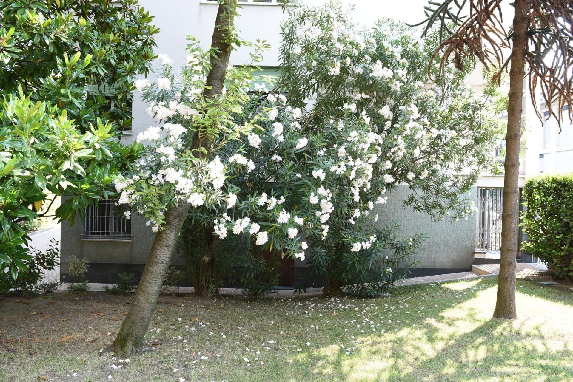 Le Rondinelle