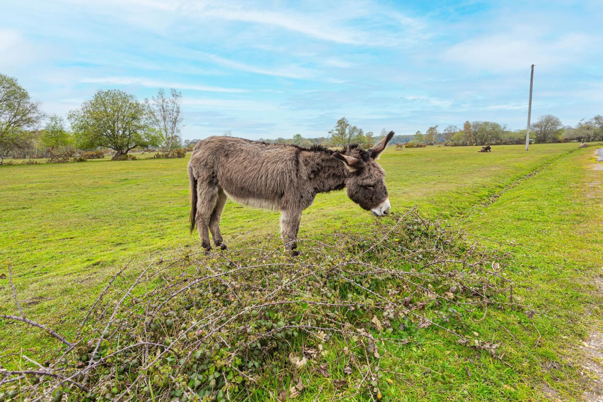 Forest Park Country Hotel & Inn, Brockenhurst, New Forest, Hampshire - The Coaching Inn Group