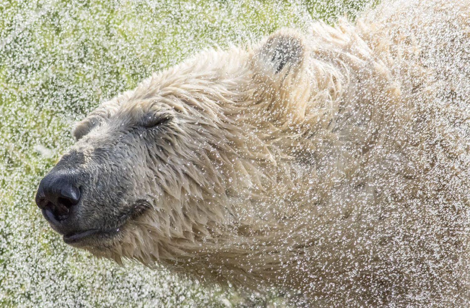 Hex Wildlife Hotel at Yorkshire Wildlife Park