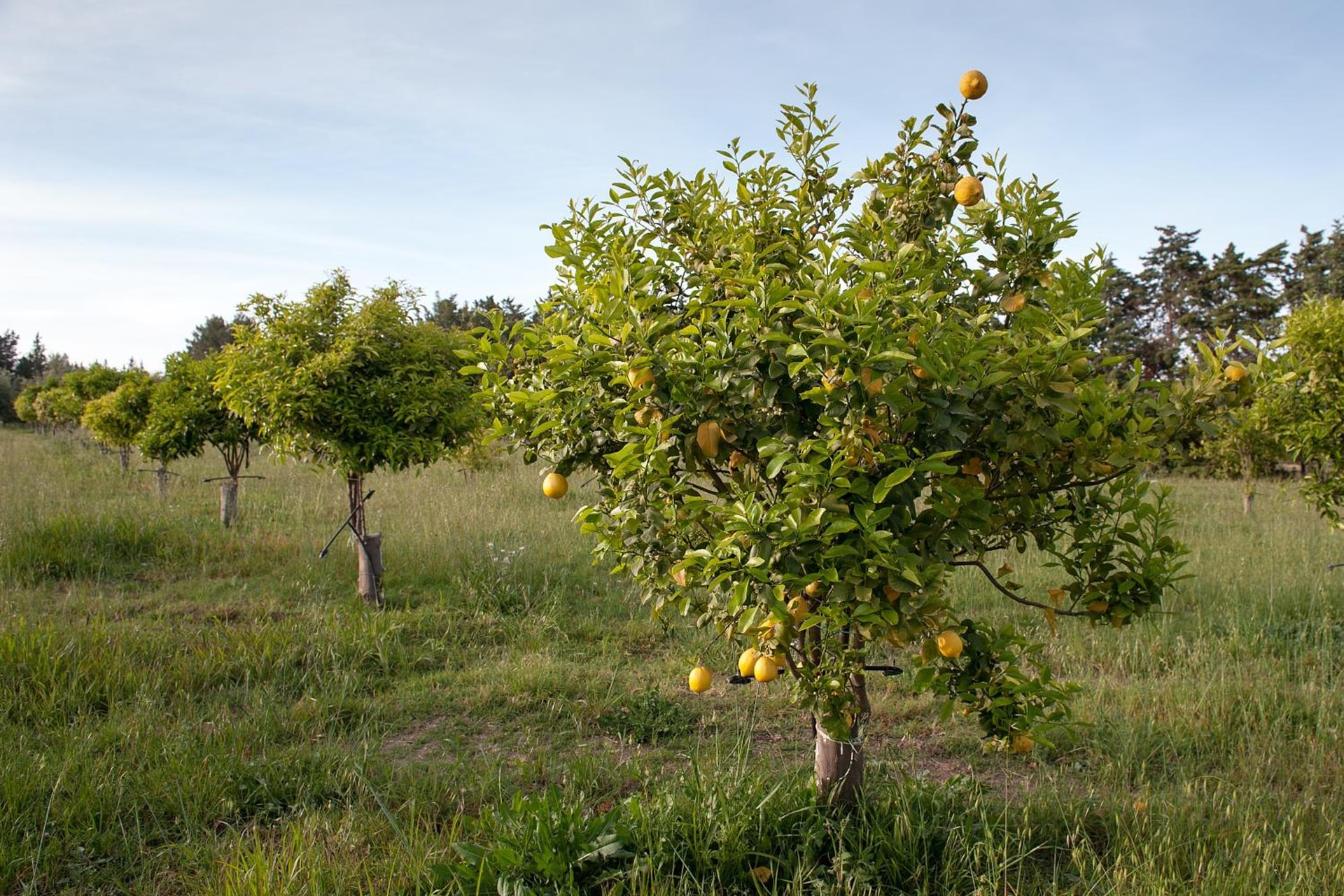 Masseria Della Volpe