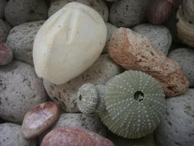Gorgona