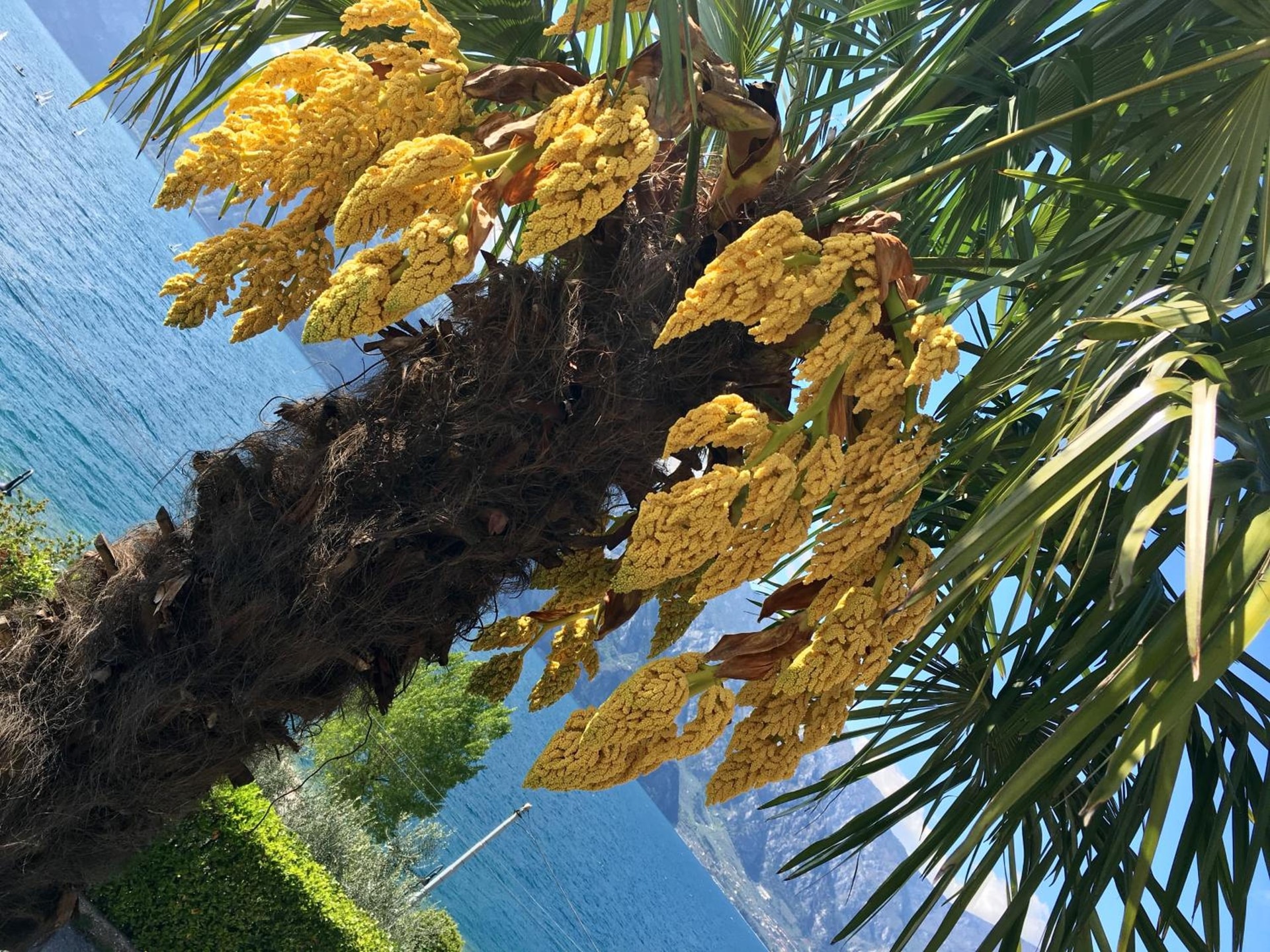Albergo Villa Edera