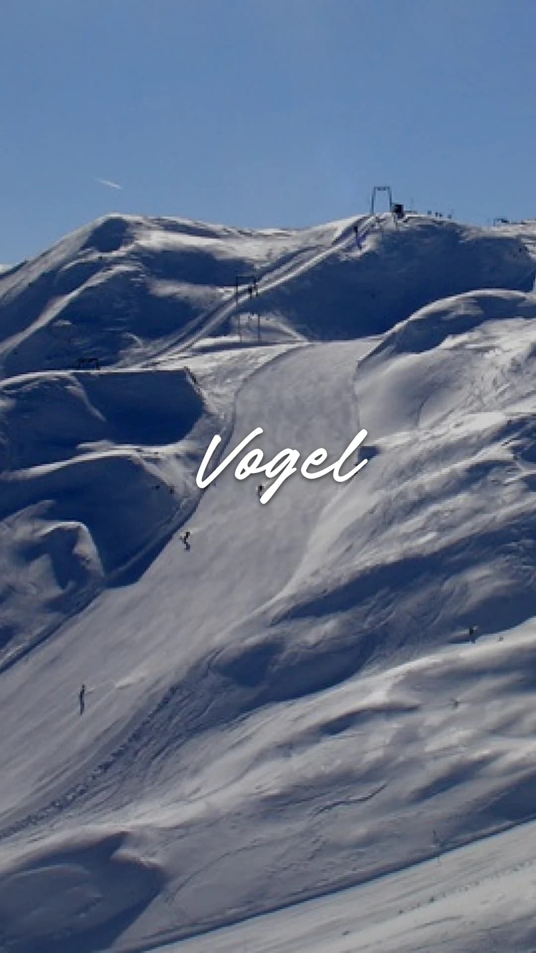 Vogel