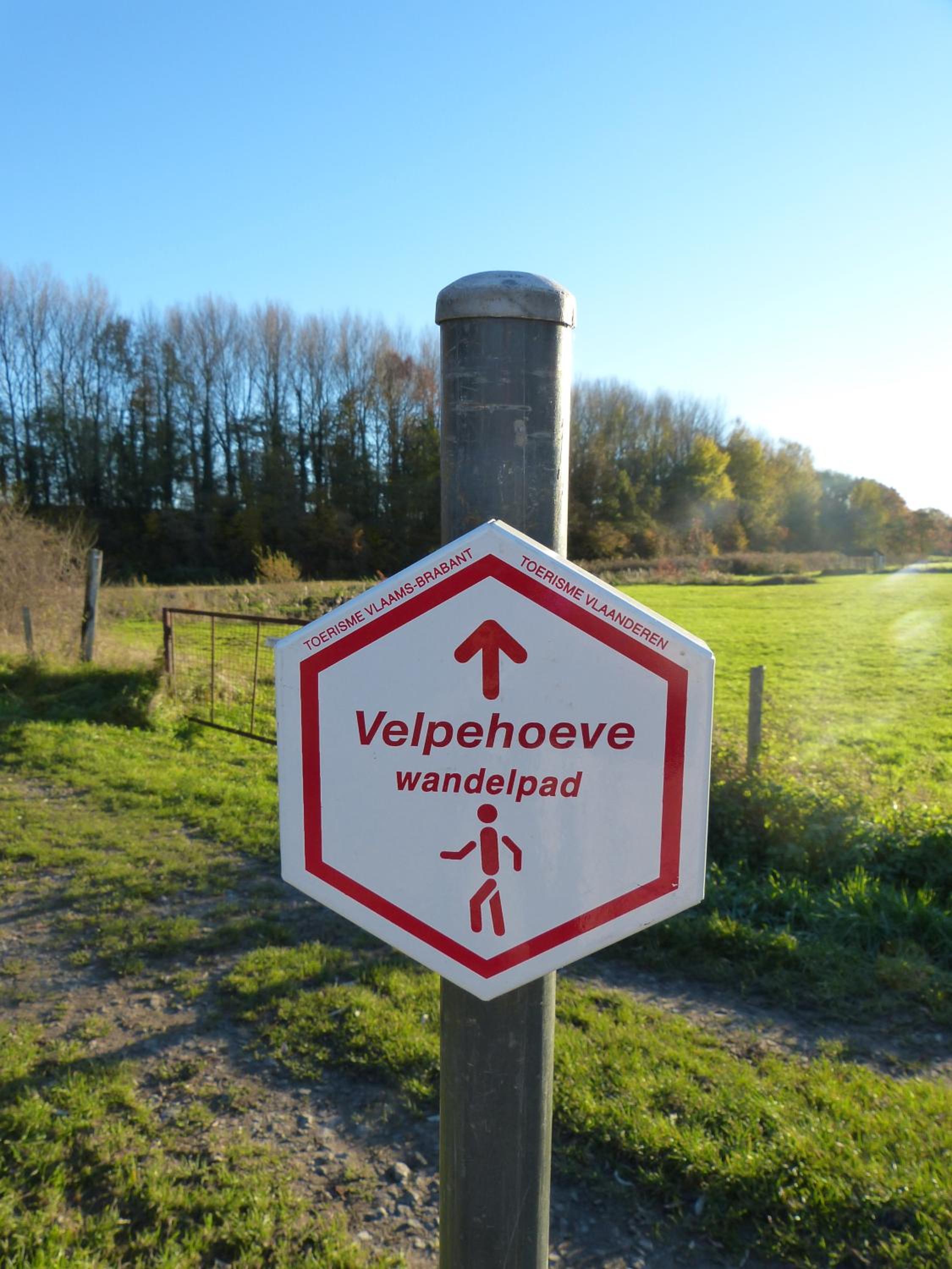 VELPE 55