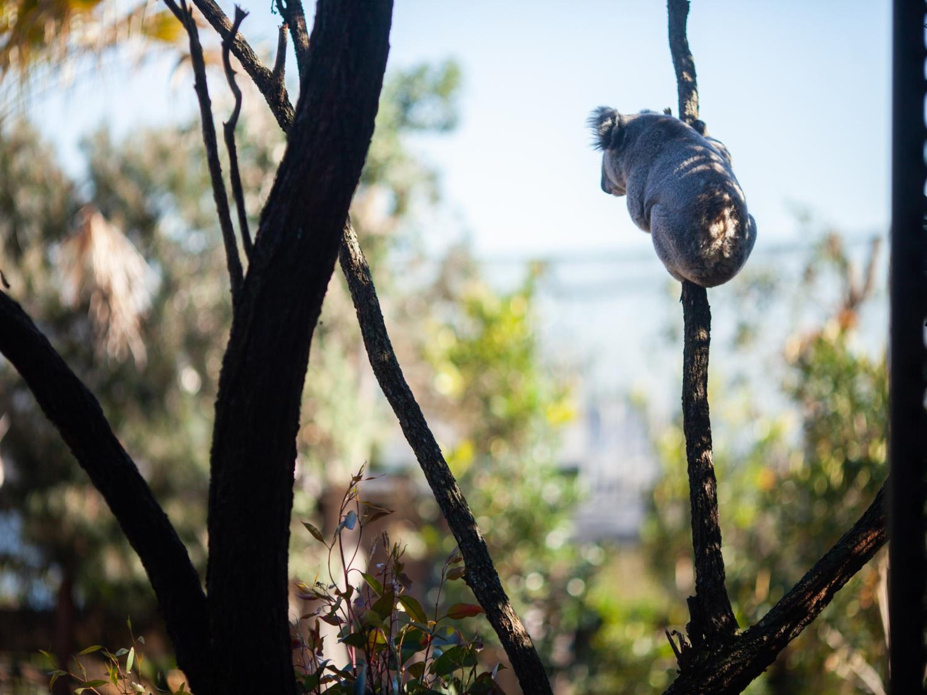 Wildlife Retreat at Taronga
