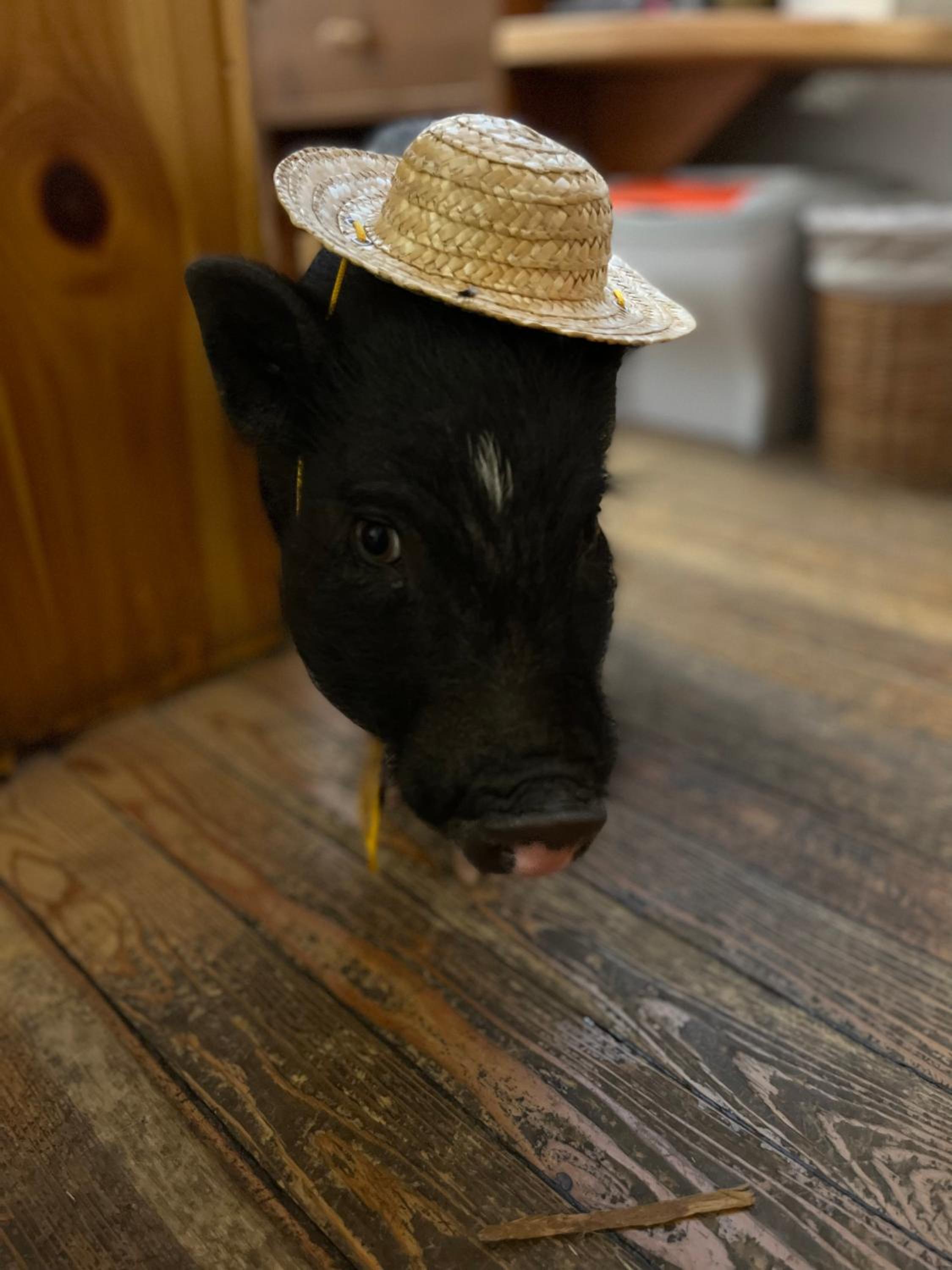 Hotel La Grange - Animal Chic Hotel