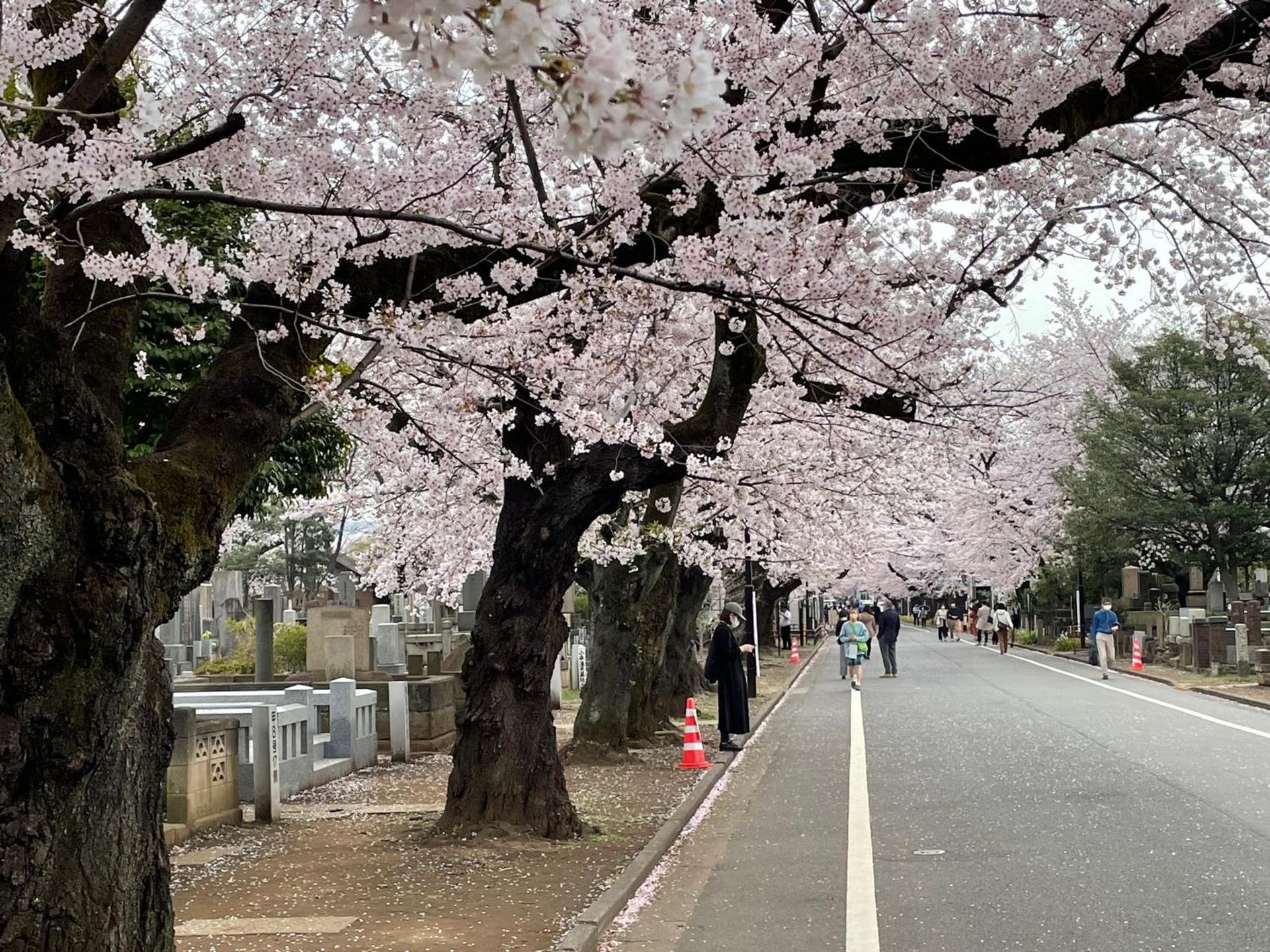 Sakura Hotel Nippori